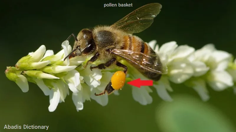 pollen basket